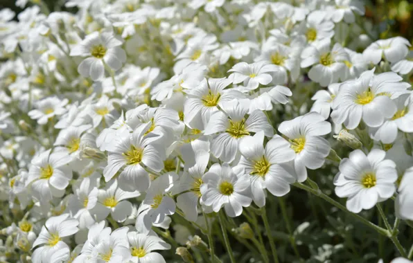 Flowers, spring, white, a lot, Cerastium, povorotny