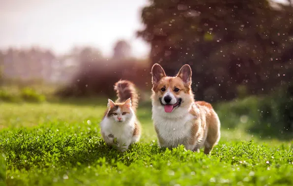 Cat, cat, look, nature, pose, dog, garden, a couple