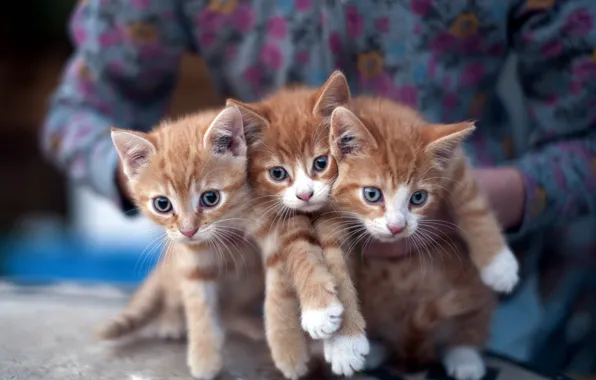 Cats, kittens, three, three, Ryrie