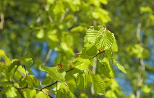 Green, leafs, spring, twig