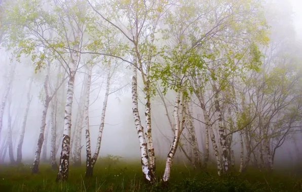 Picture forest, summer, fog, birch