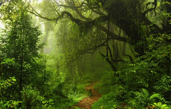 Forest, trees, haze, path, Selva