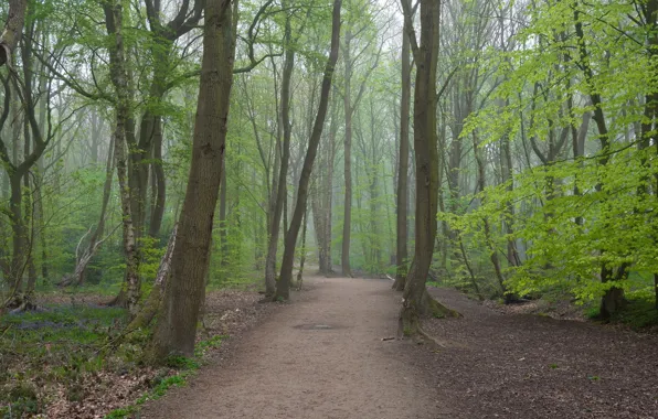 Fog, Forest, path