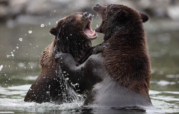 Bears, water, look, bears