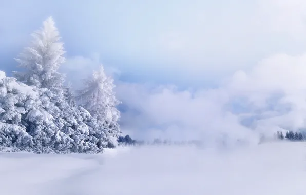 Picture snow, trees, frost