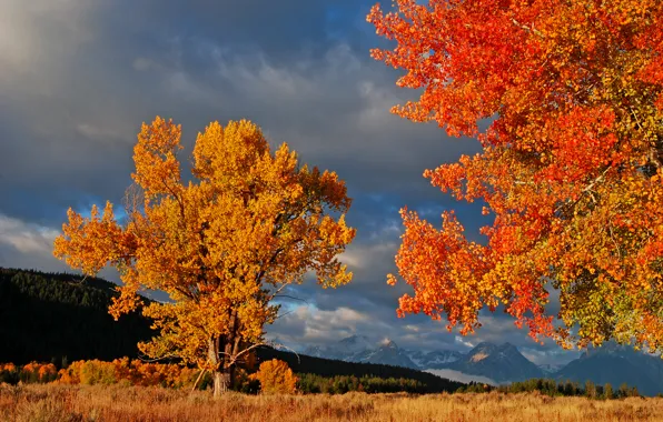 Autumn, the sky, leaves, trees, mountains, clouds