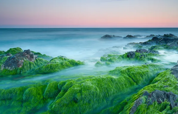 Picture algae, stones, the ocean, dawn