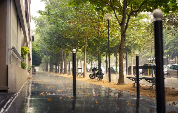 Road, trees, machine, the city, rain, street, France, Paris