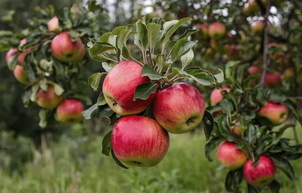 Leaves, branches, nature, apples, garden, harvest, fruit, red