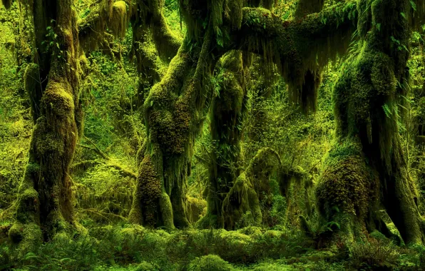 Greens, forest, trees, nature, moss, plants, ferns