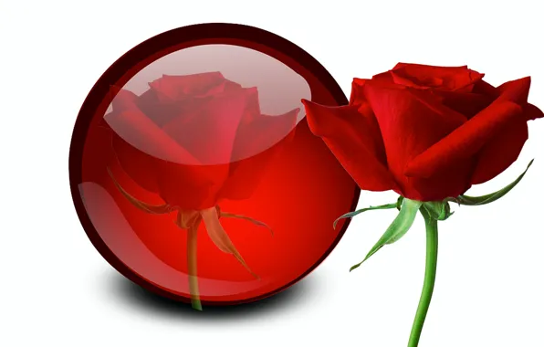 Picture reflection, rose, ball, white background