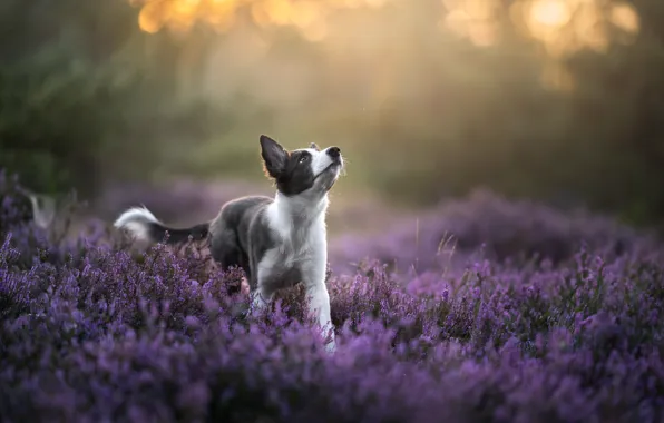 Look, flowers, nature, glade, dog, puppy, walk, face