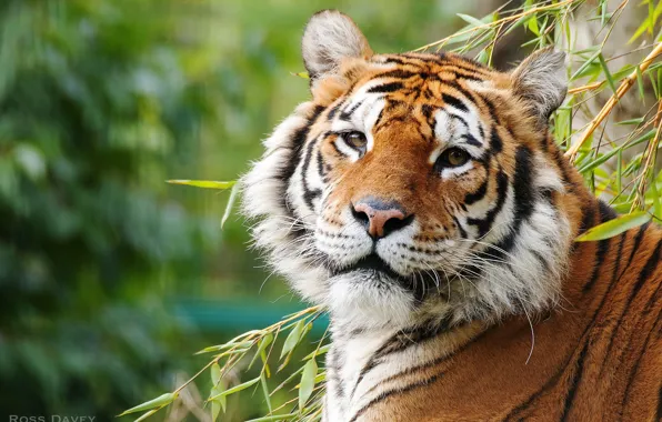 Look, tiger, handsome