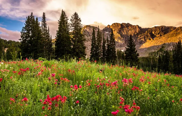 Trees, landscape, flowers, sunrise, rocks, glade, USA, Utah