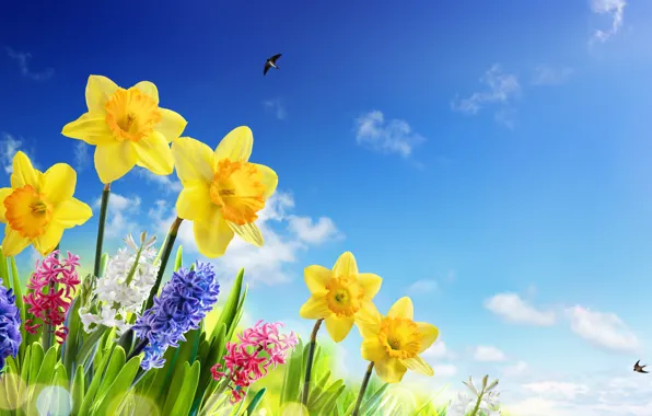 Picture the sky, grass, the sun, flowers, spring, sky, flowers, daffodils