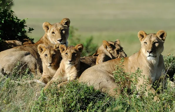 Picture lions, animal, big cat