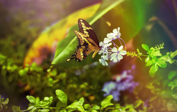 Picture flower, leaves, butterfly