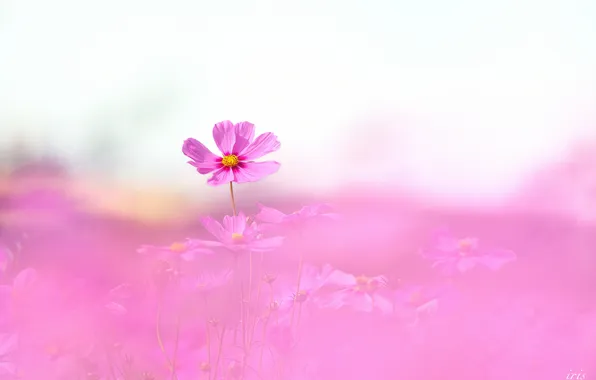 Picture field, pink, focus, a lot, kosmeya