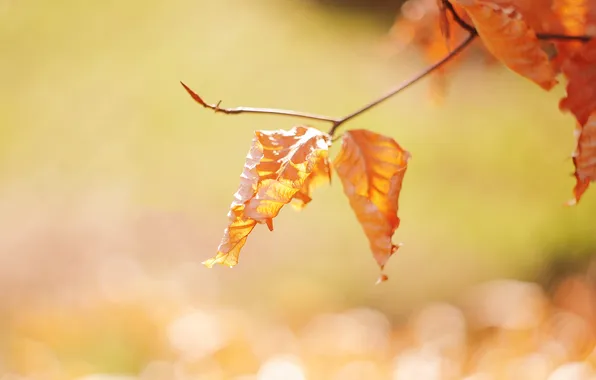 Autumn, leaves, the sun, light, trees, orange, branches, yellow