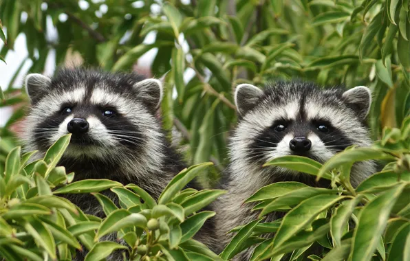 Leaves, branches, a couple, raccoons, faces, two raccoons