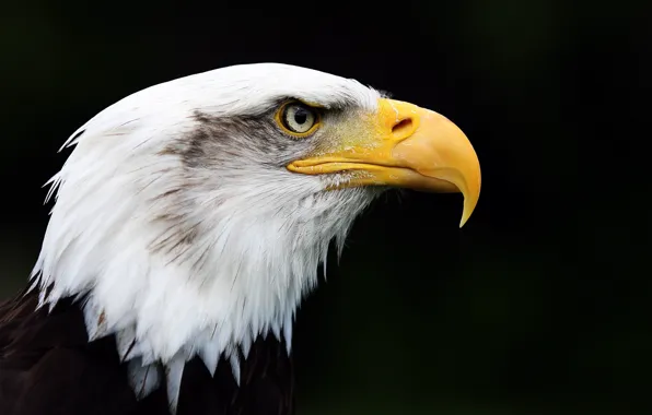 Eagle, feathers, beak