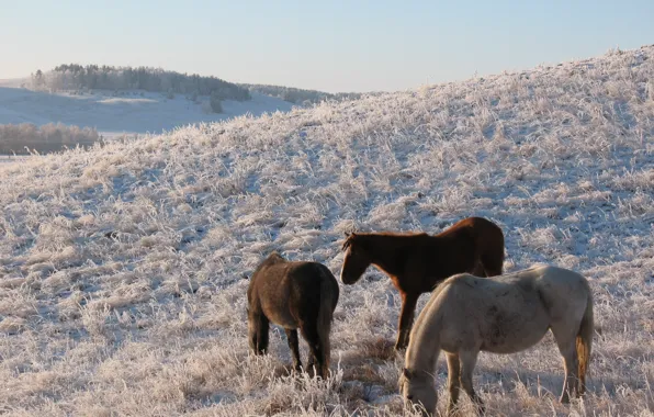 Picture winter, snow, the steppe, horse, horse, pasture, frost, hill