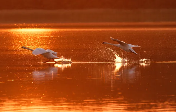 Water, light, sunset, squirt, birds, glare, dawn, splash