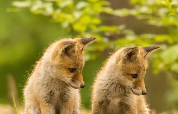 Fox, red, a couple, Duo, bokeh, cubs, cubs