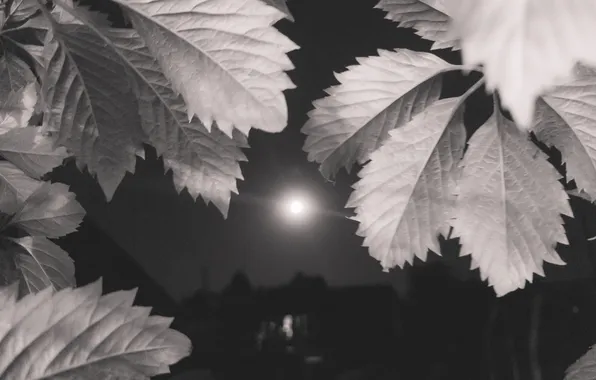 The sky, leaves, night, the moon, Russia, silhouettes, Artem
