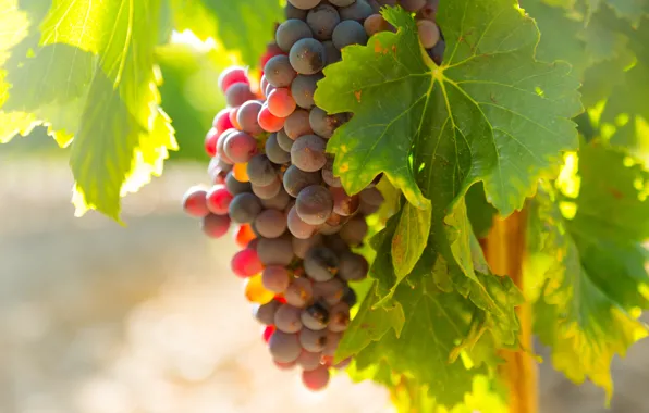 Branches, nature, grapes, bunch