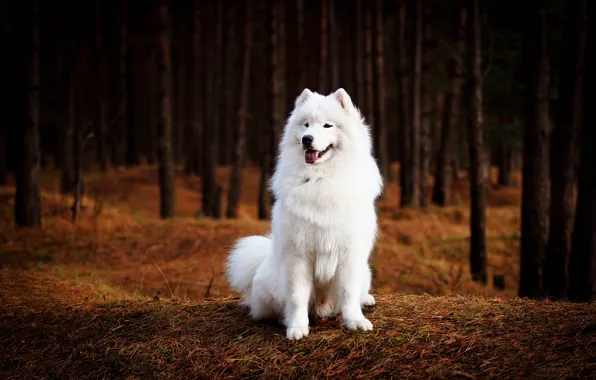 Forest, language, look, trees, nature, the dark background, trunks, dog