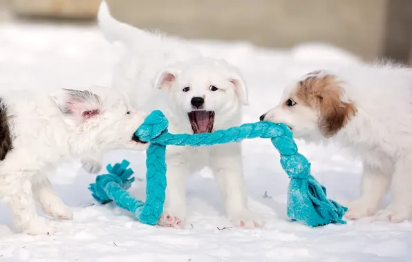 Background, dog, puppy