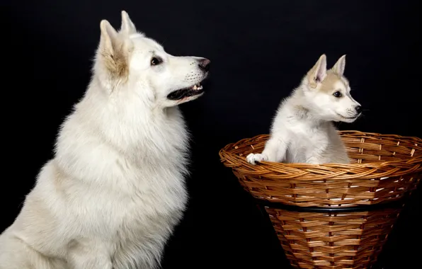 Dogs, white, look, pose, basket, two, dog, baby