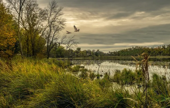 Forest, the sky, grass, trees, birds, clouds, lake, overcast