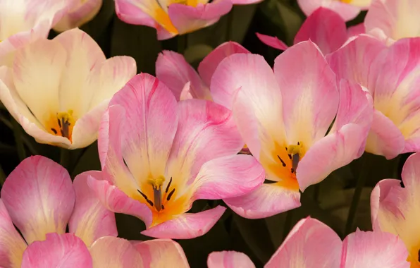 Picture macro, flowers, spring, petals, tulips, pink, flowerbed, a lot