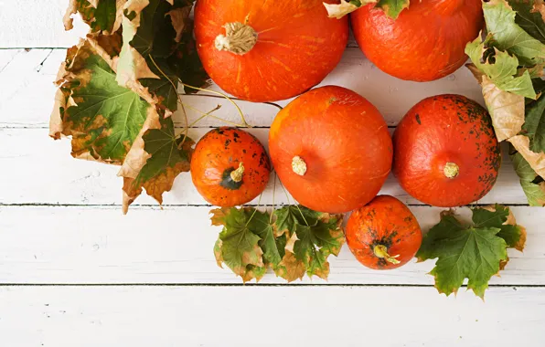 Leaves, pumpkin, the gifts of autumn