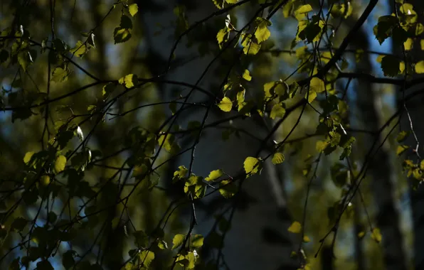 Forest, leaves, branch, Spring, morning, birch, leaves, leaves