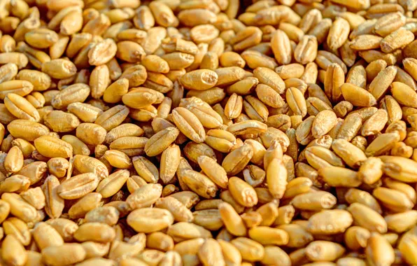 Background, Wallpaper, grain, rye, food, seeds, food, wallpaper