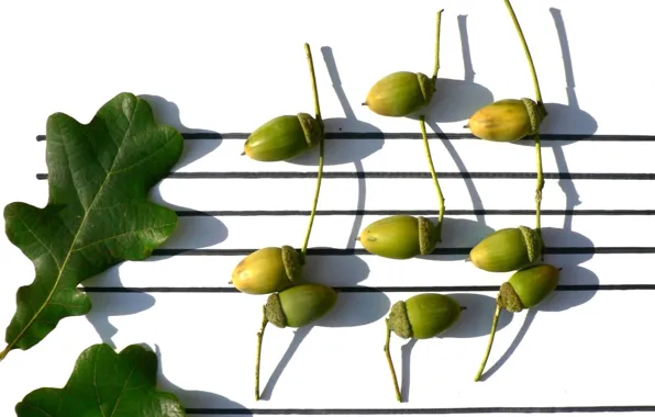 Music, background, acorn song