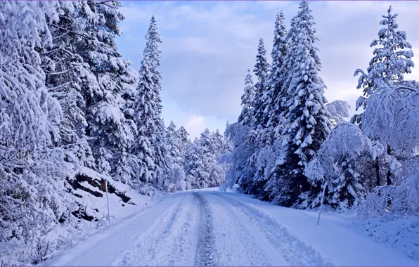 Wallpaper winter, road, trees, landscape for mobile and desktop ...