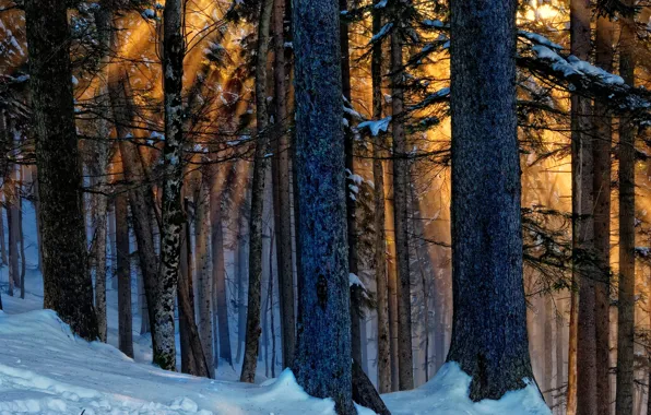 Winter, forest, light, trees, nature
