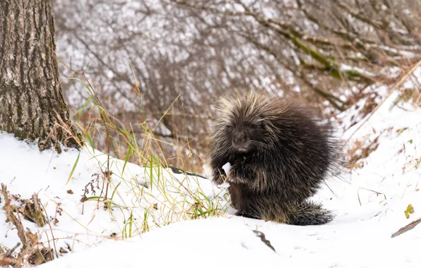 Winter, face, snow, trees, needles, branches, nature, pose
