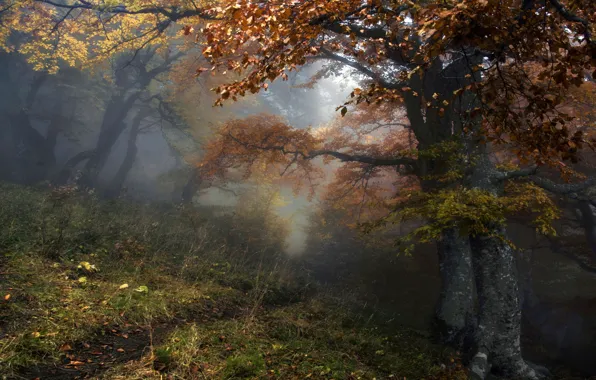 Picture autumn, forest, trees, nature, fog, path, Alexey Milokost