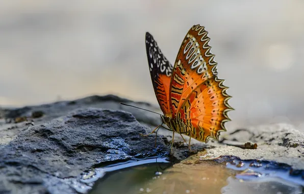 Nature, background, butterfly