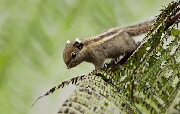 Picture green, background, foliage, Himalayan striped squirrel