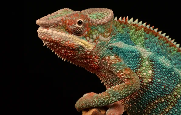 Picture eyes, chameleon, color, reptile