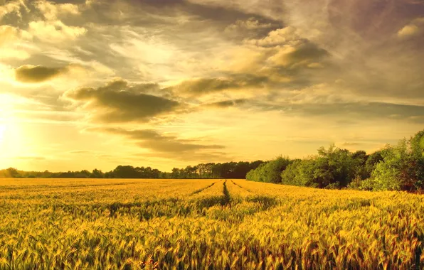 Wheat, field, gold