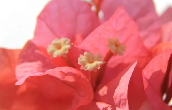 Flower, petals, bougainvillea