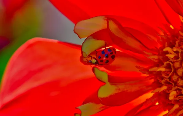 Flower, plant, ladybug, petals, insect