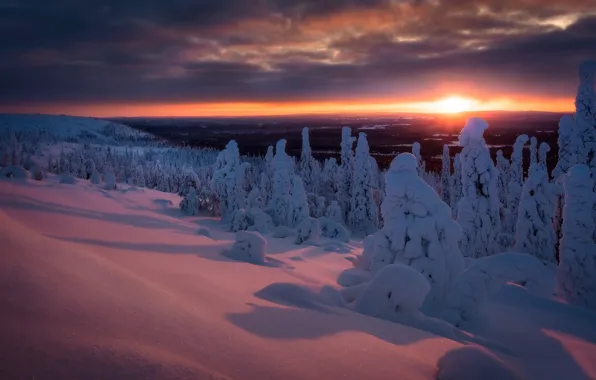 Picture winter, forest, snow, trees, sunset, the snow, Finland